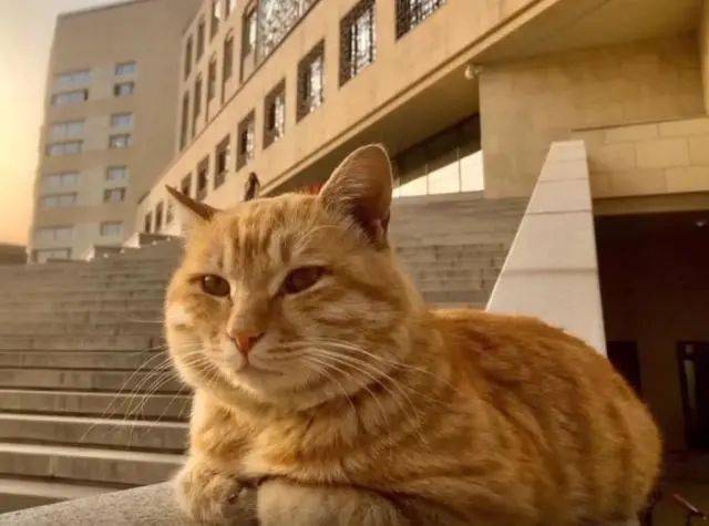 【流浪】流浪橘猫,因想吃花甲走红,只看背影,就知道猫咪快馋死了