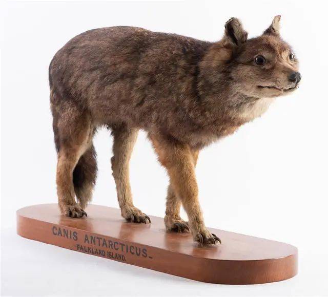 南极狼,从命名到灭绝仅用112年,成为首例已知灭绝的犬科动物_福克兰