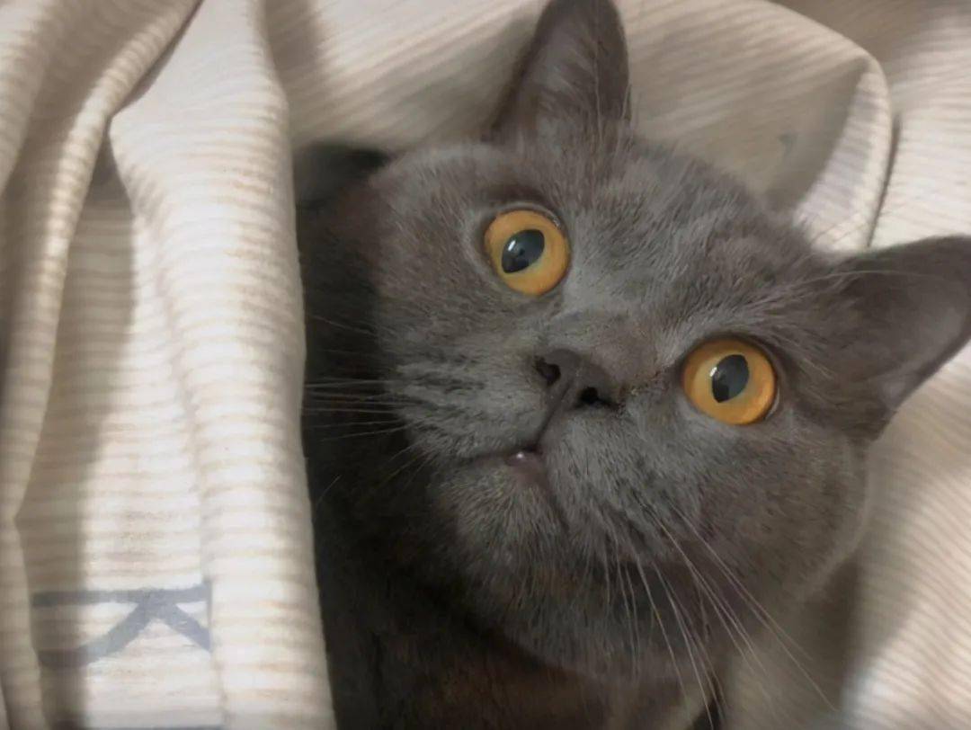 蓝猫祸祸了橘猫,看到小猫后,不得不佩服田园猫的基因强大