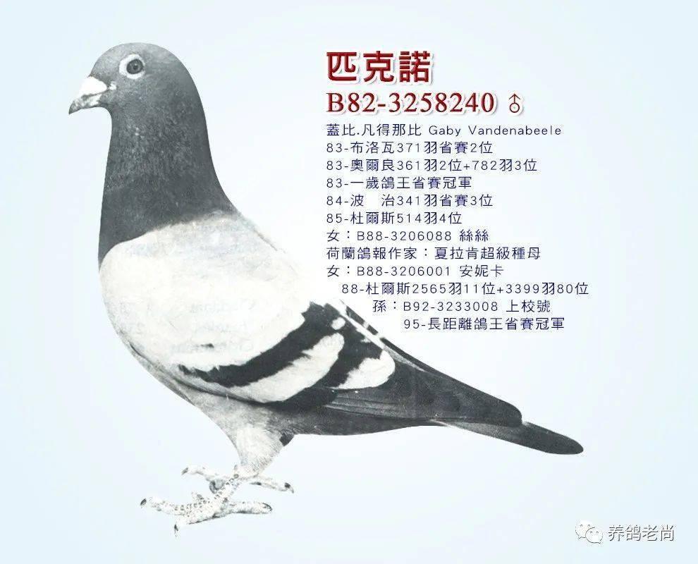 关于盖比大名鸽闪电号的前世今生几乎最齐全的资料都在这了