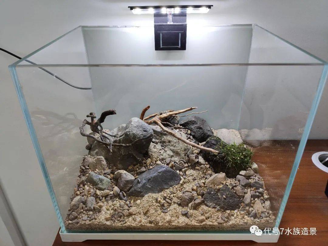 30cm桌面原生缸,麻雀虽小五脏俱全_造景