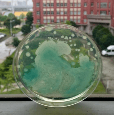 科学邂逅艺术 | 微生物平皿艺术大赛