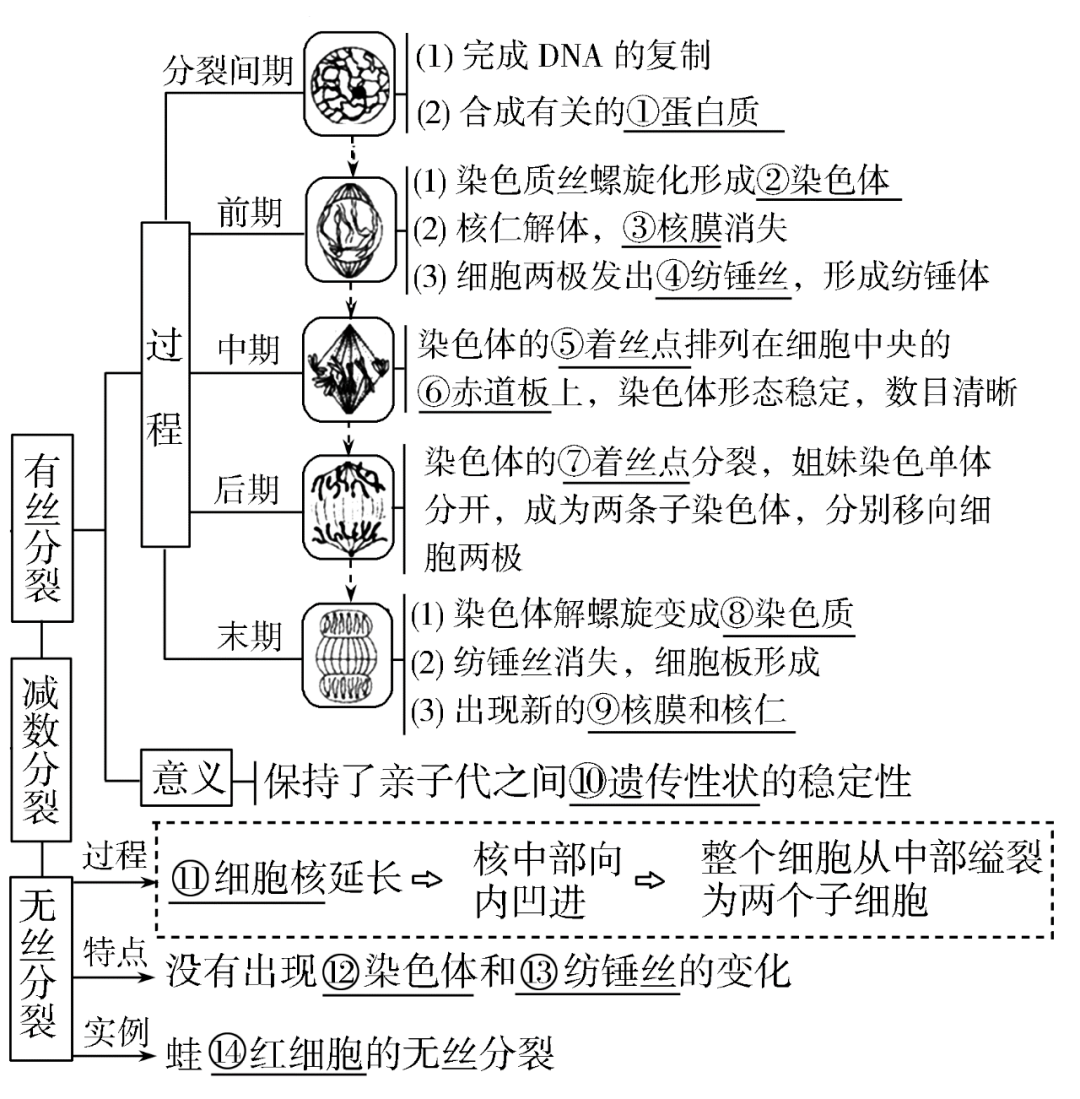 高考生物一轮复习分子与细胞思维导图专题汇总汇总