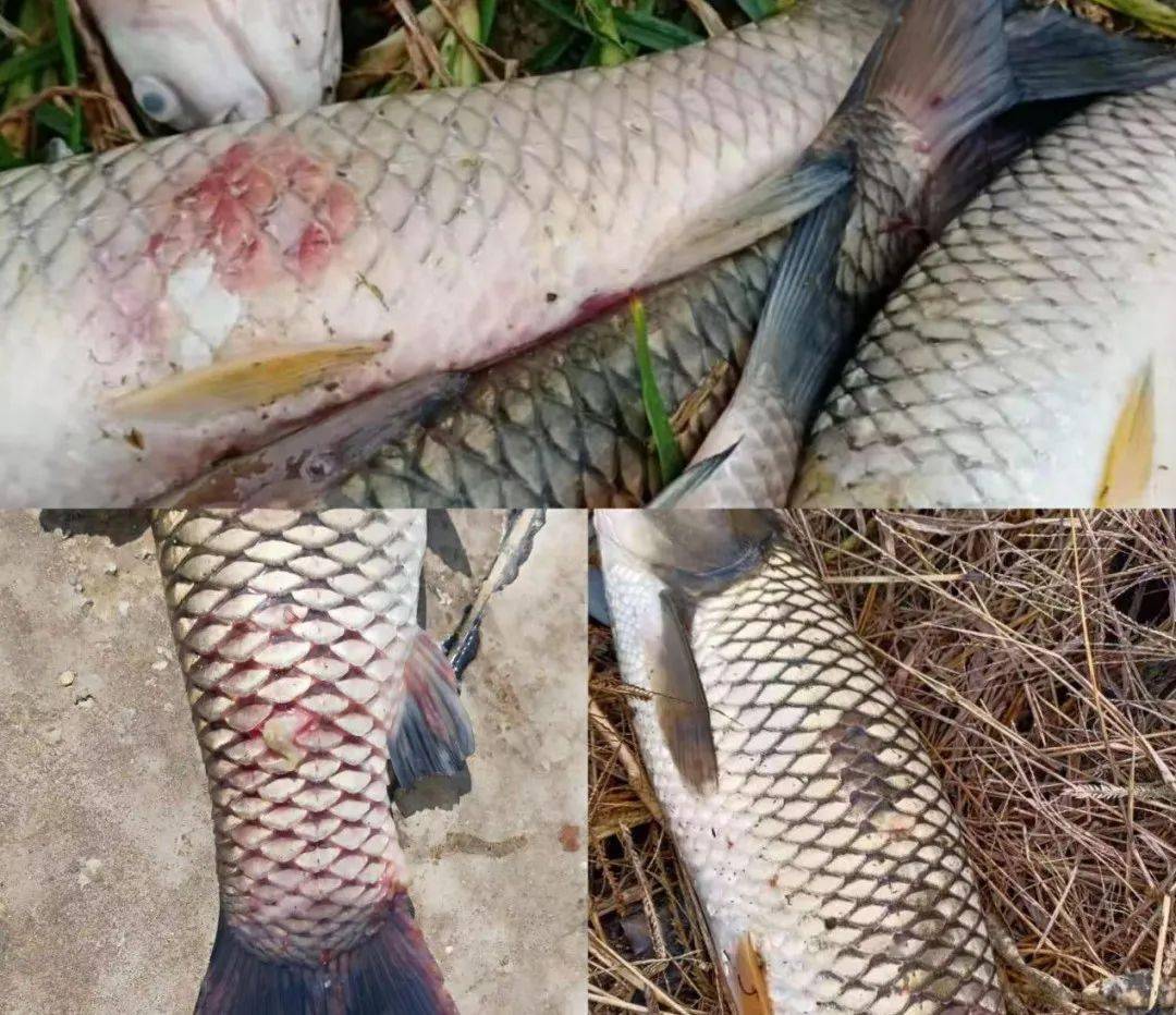 综合实际情况分析,出现问题主要有3个原因:1,鱼体虚胖,体质差鱼发病是
