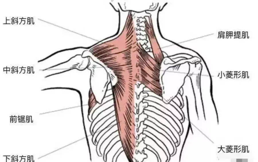 肩膀和脖子之间,这块凸起的肌肉一旦发达起来,会让平直的肩膀看起来