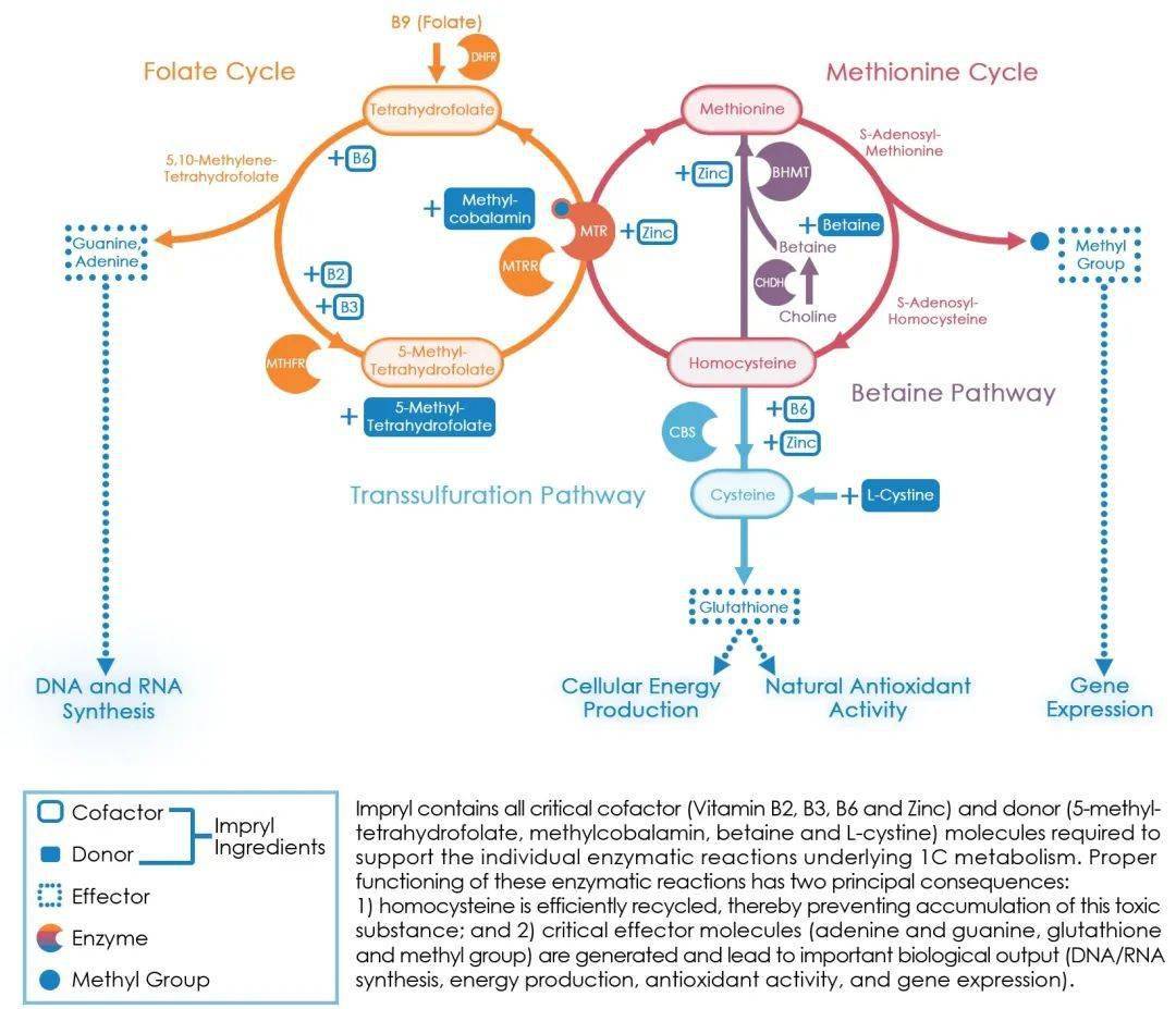 图1. b族维生素和同型半胱氨酸代谢通路