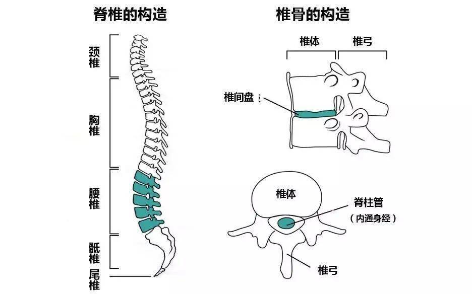 颈椎 灵活性大,活动频率高,负重较大,它的活动范围比脊柱中段的胸椎