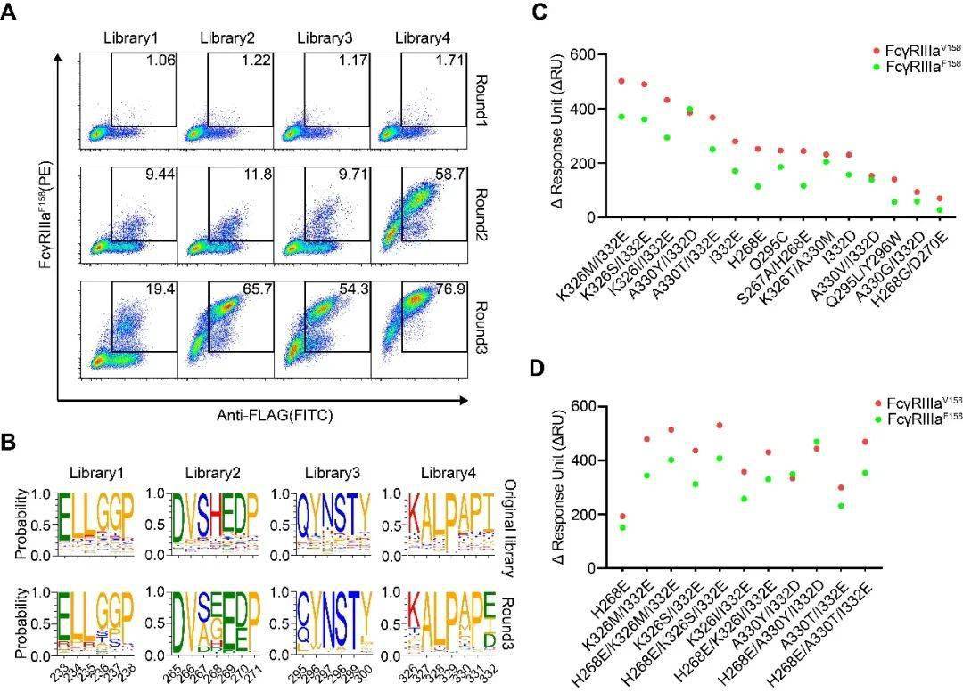 theranostics杂志发布抗体fc工程化改造新技术 差异化新一代抗体药物开发