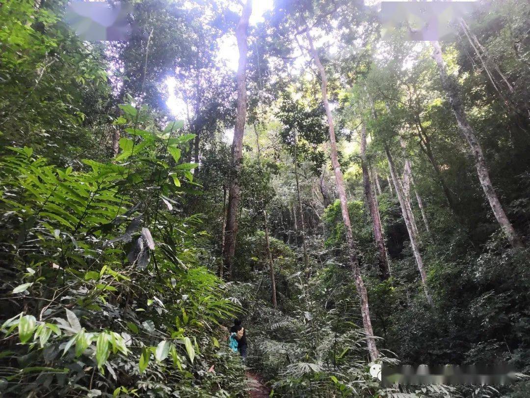 【版纳自驾】1月29日自驾穿越西双版纳热带雨林 6天深度体验异域风情