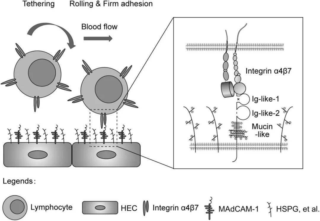 repulsion,expulsion mediated cell adhesion through electrostatic repulsion的研究论文