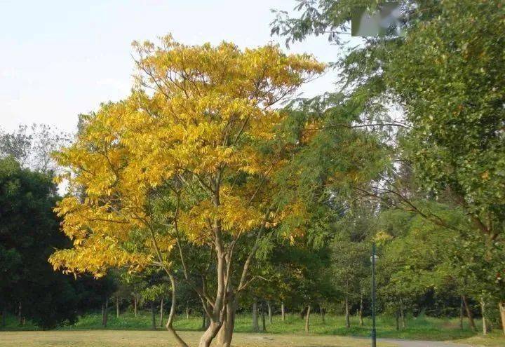 12,国槐 形态特征:乔木,花期6-7月,果期8-10月 观赏价值:国槐是庭院