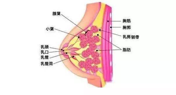 胸部有183个穴位,9条经络通过