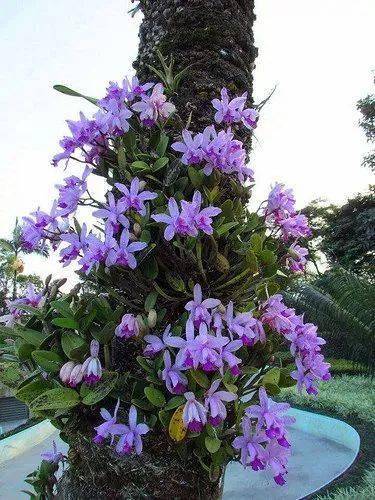 【美图欣赏】难得一遇,古树开花!
