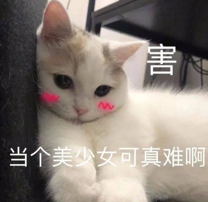 沙雕猫表情包沙雕搞笑猫猫表情包