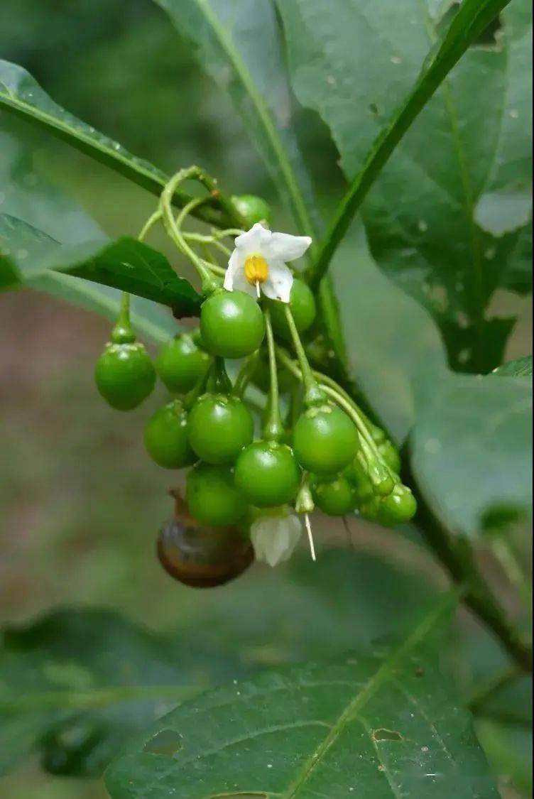 长花金杯藤 solandra longiflora茄科 金杯藤属青钟麻科339 马蛋果