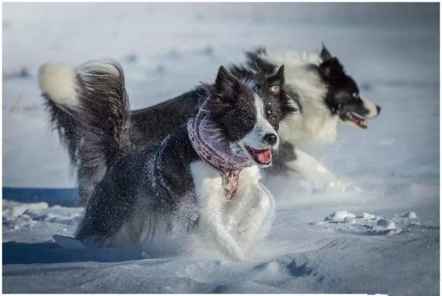 分享一组边牧冬天踏雪照,看得我都想带狗子出去玩了