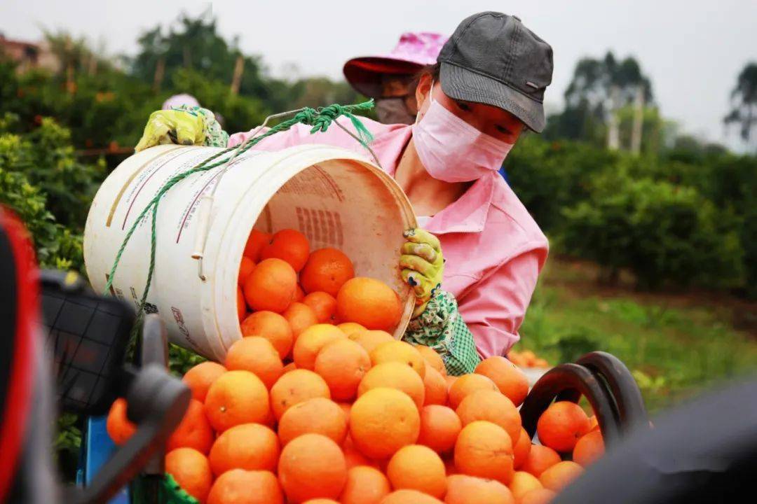 广西起凤橘洲生态有限公司举办武鸣沃柑开园仪式