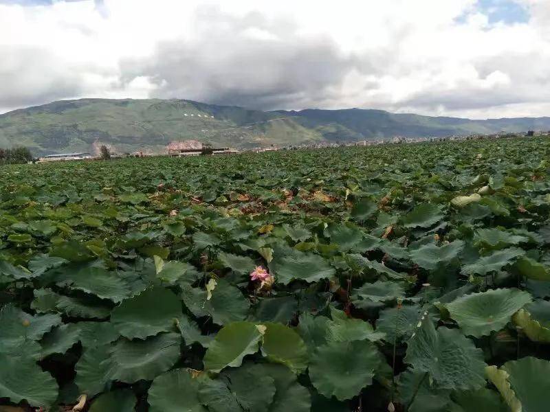 云南陆良:三岔河镇太平社区"乡村振兴"八大愿景已具雏形