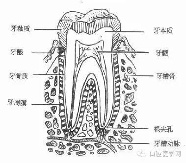 是人体中最硬的组织,覆盖在牙冠表面,呈乳白色,略透明,质坚硬,能耐受