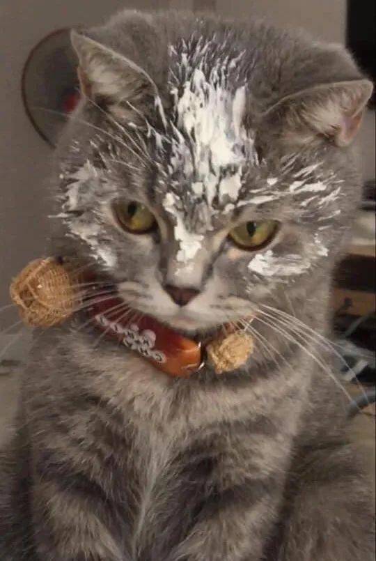 猫:反正待会挨打的是你