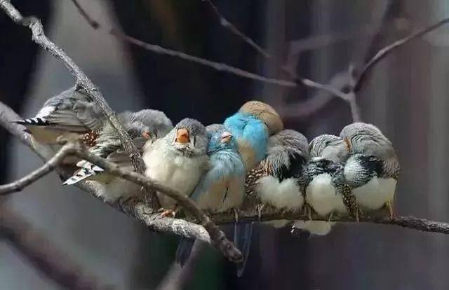 斑胸草雀(zebra finch)和红颊蓝饰雀(cordon bleu)窝在一起