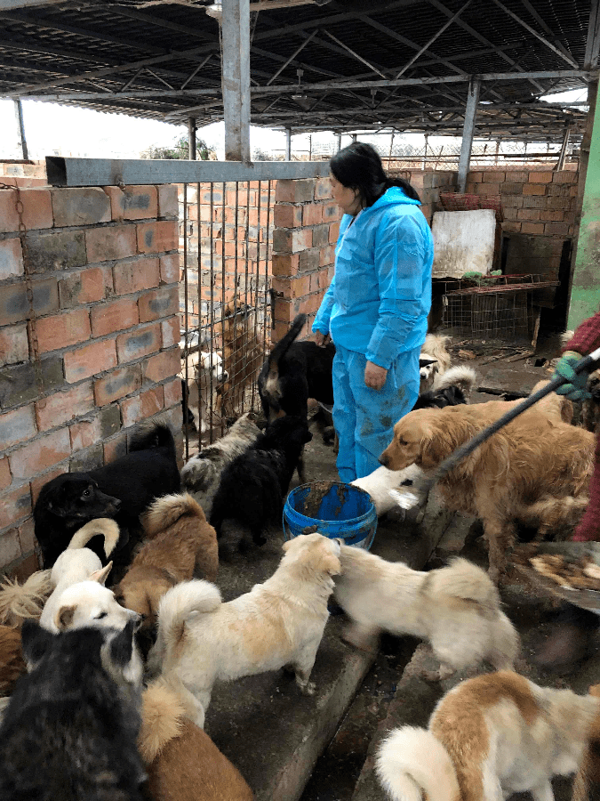 雅安市流浪猫狗救助基地