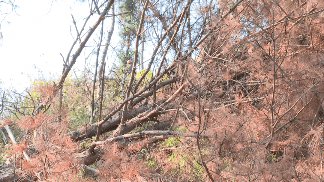 青田大量松树被砍,原因竟然是