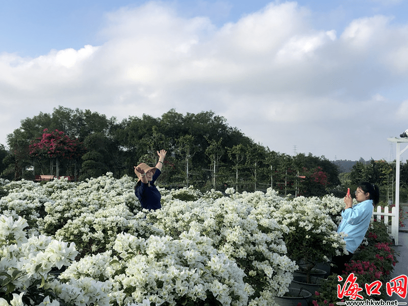 精品三角梅花图片 2348e456861f4ac798b235a12af57ddb.png