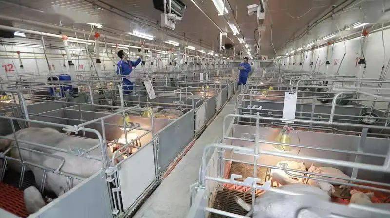 新希望:行业首个饲料年销量破2000万吨的企业,生猪出栏实现3年超4倍