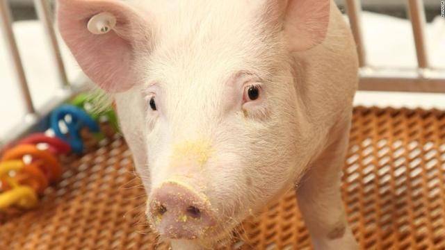 技术|述评|如何看待美国批准转基因猪上市？