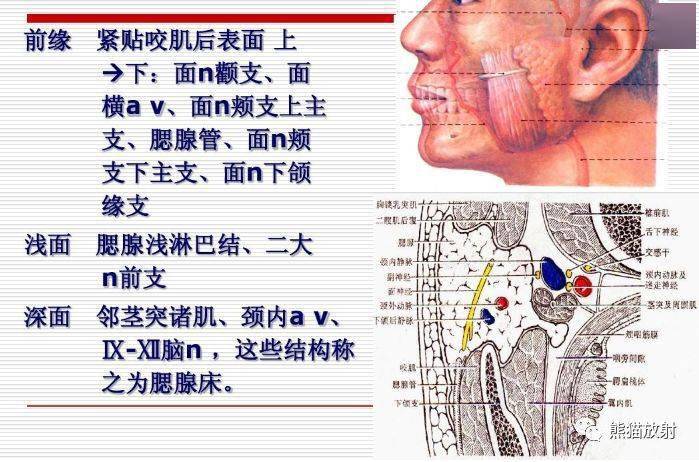 颅面颈部颅面骨眼眶腮腺等详细解剖图谱