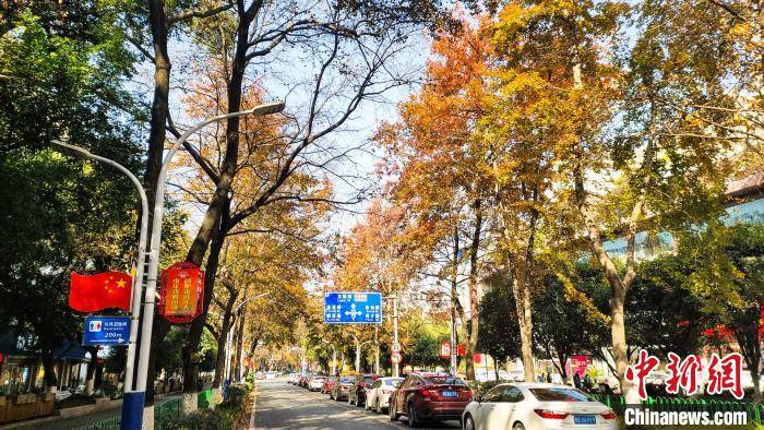 广西桂林冬日城市街道红枫如火