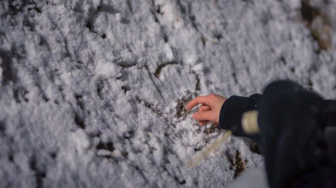 职大初雪丨愿这份温柔属于热爱生活的每一位苏职大人