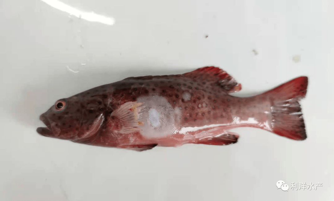 海水鱼专题东星斑冬季常见烂身问题解析
