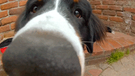 92b1ffec76d44791aabbc86202982822.gif
