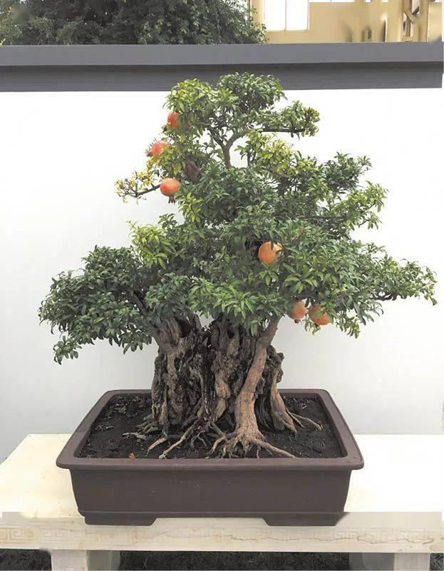 排名盆景_日本盆景品种排名(2)