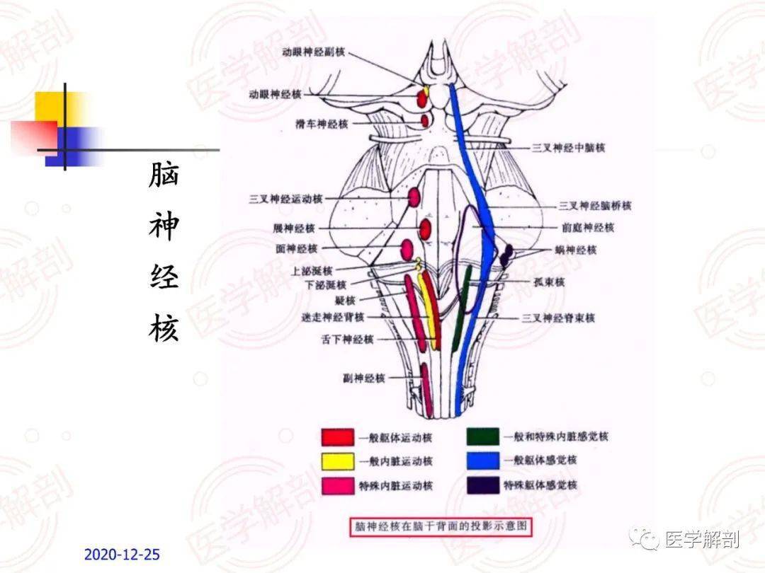 脑干的解剖及临床综合征