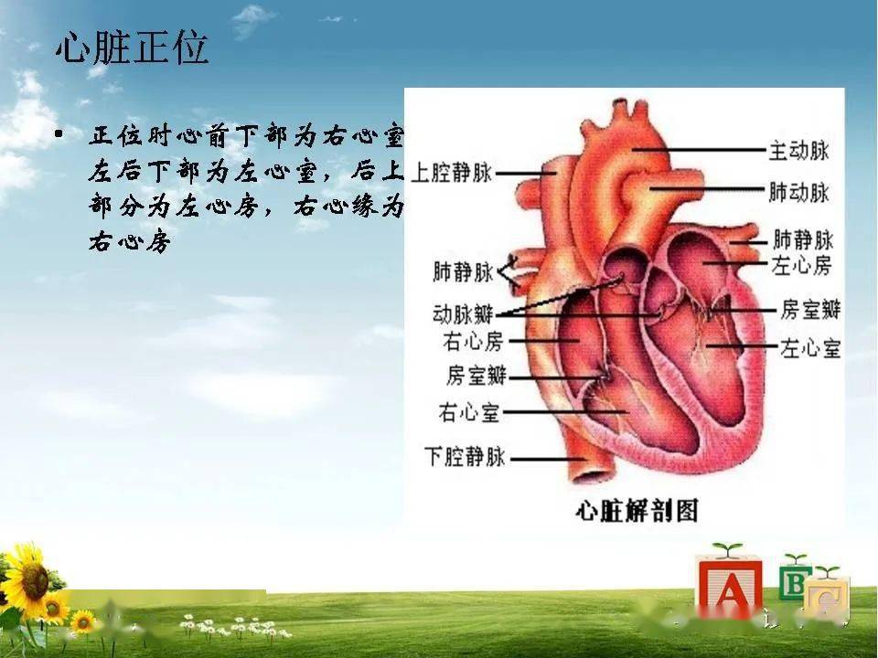 心脏大血管的影像解剖