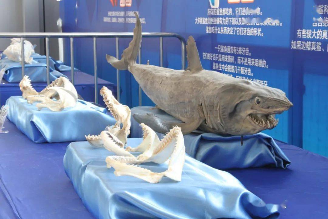 悄悄告诉你"海洋馆里有活的鲨鱼 真鲨,柠檬鲨,鲨鱼牙齿  鲨鱼头骨