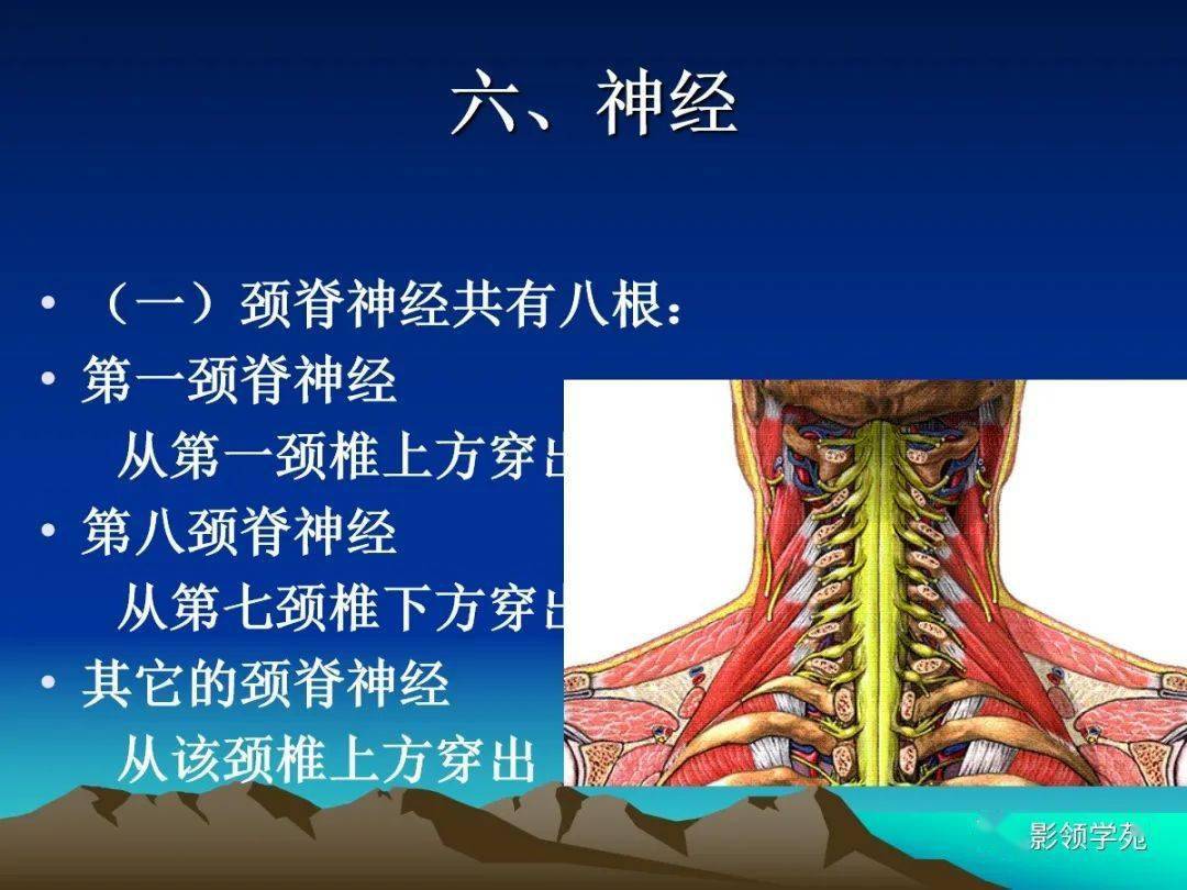 颈椎精细解剖及相关疾病影像表现