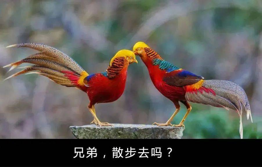 转载中国的国鸟是啥99的中国人都不知道看完终于明白了