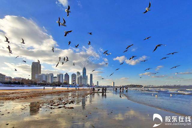 高清组图:烟台新年美景—碧海鸥影