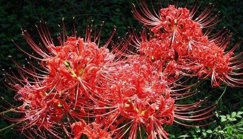 彼岸花如此美艳,却被日本人视为幽冥之花,深扒它的前世今生!
