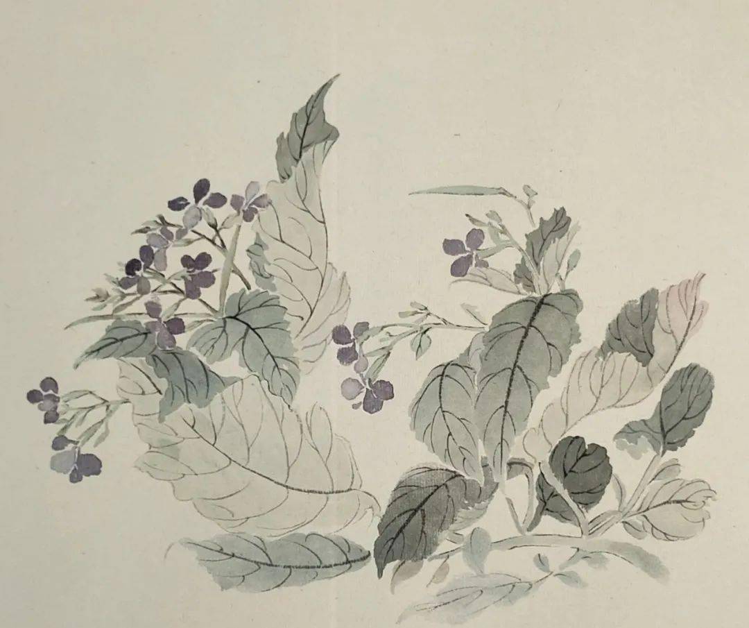 【苏门画苑】中央美术学院苏百钧教授工笔花鸟画高研班没骨课程作品