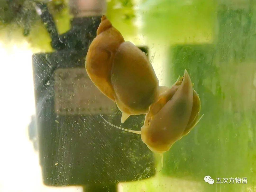 淡水大耳螺,常见的淡水螺有哪些,常见淡水螺_大山谷图库