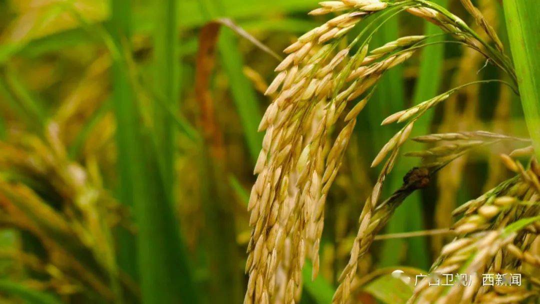 2020年广西高产水稻_广西2020年围绕水稻全程机械化薄弱环节给予累加补