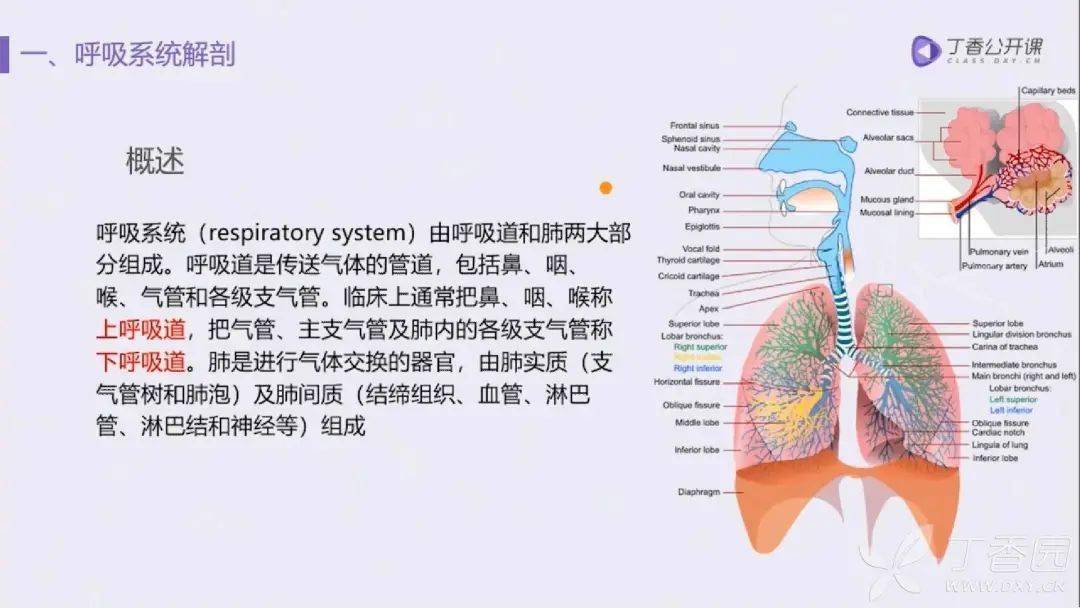 肺的五叶十八段解剖基础及 ct 病灶识别要点