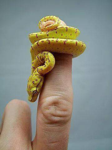 全世界最小的蛇 拇指蛇没错了 ▼