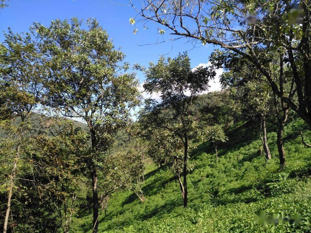 倚邦古茶山:第一次大黑山之行_手机搜狐网