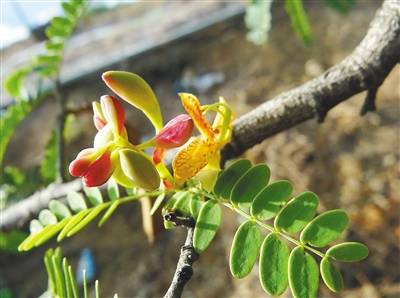 海南酸豆树——实力圈出酸势力